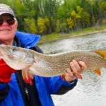 Nothern Walleye fish caught with signature fishing rods