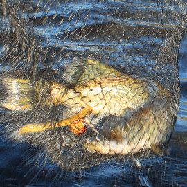 20 plus inch walleye in the net