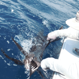 Jeff caught this nice Sailfish