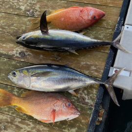 Grilled Snapper and Tuna Sashimi